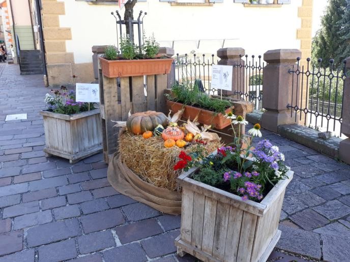 Ökomarkt-Dekoration mit bepflanzten Kübeln in der Altstadt